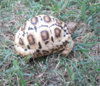 leopard-tortoise-white.jpg