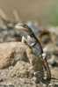 southern sagebrush lizard.jpg