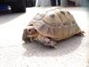 ImageUploadedByTortoise Forum1437951621.503795.jpg