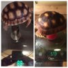 ImageUploadedByTortoise Forum1438132074.524634.jpg