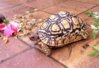 ImageUploadedByTortoise Forum1438255376.137032.jpg