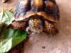 ImageUploadedByTortoise Forum1438449757.976219.jpg