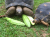 ImageUploadedByTortoise Forum1438819149.236066.jpg