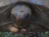 ImageUploadedByTortoise Forum1438969728.363769.jpg