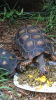 tortoises.png