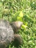 ImageUploadedByTortoise Forum1439950391.316456.jpg