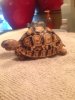 ImageUploadedByTortoise Forum1440342724.877246.jpg