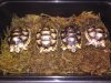 ImageUploadedByTortoise Forum1440696482.236804.jpg