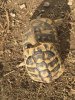 ImageUploadedByTortoise Forum1441080242.640712.jpg