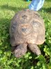 ImageUploadedByTortoise Forum1441276409.570040.jpg