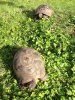 ImageUploadedByTortoise Forum1441276495.719986.jpg