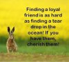 Finding-a-loyal-friend.jpg