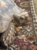 ImageUploadedByTortoise Forum1441839018.296931.jpg