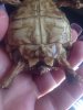 ImageUploadedByTortoise Forum1442032684.255718.jpg