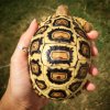 ImageUploadedByTortoise Forum1442036613.722991.jpg