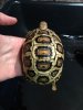 ImageUploadedByTortoise Forum1442036675.401747.jpg