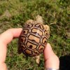 ImageUploadedByTortoise Forum1442036745.393806.jpg