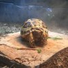 ImageUploadedByTortoise Forum1442037016.328459.jpg