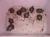 box turtle babies 9-14-15.jpg
