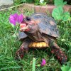 ImageUploadedByTortoise Forum1442278559.973956.jpg