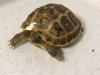 Tortoise Supply Website Pic - Our New Baby!.jpg