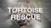 tortoise_rescue.png