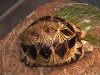 ImageUploadedByTortoise Forum1443044761.244541.jpg