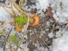 winter carrots.jpg
