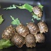 ImageUploadedByTortoise Forum1443385587.011295.jpg