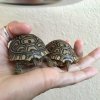 ImageUploadedByTortoise Forum1443385663.457410.jpg