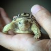 ImageUploadedByTortoise Forum1443385957.699241.jpg