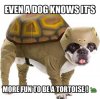 ImageUploadedByTortoise Forum1443950502.627636.jpg