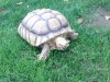 ImageUploadedByTortoise Forum1444680145.786024.jpg