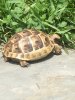 ImageUploadedByTortoise Forum1444692675.180575.jpg