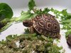 ImageUploadedByTortoise Forum1444695926.056273.jpg