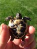 ImageUploadedByTortoise Forum1444879670.377596.jpg