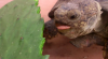 tortuga3.PNG