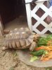 ImageUploadedByTortoise Forum1445202624.507709.jpg