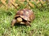 ImageUploadedByTortoise Forum1445251871.422609.jpg