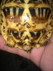 ImageUploadedByTortoise Forum1445300435.496565.jpg