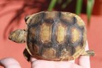new tortoise 005.JPG