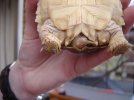 terry tortoise.jpg