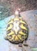 ImageUploadedByTortoise Forum1445865884.878303.jpg