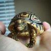 ImageUploadedByTortoise Forum1446137190.253883.jpg