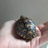 ImageUploadedByTortoise Forum1446137239.169080.jpg