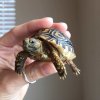 ImageUploadedByTortoise Forum1446137257.820929.jpg