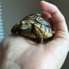 ImageUploadedByTortoise Forum1446137283.148428.jpg