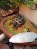 ImageUploadedByTortoise Forum1446817966.363801.jpg