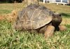 tortoise1.JPG