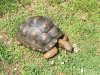 tortoise3.JPG